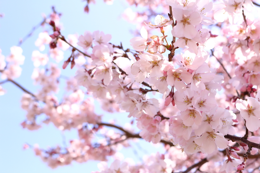 桜