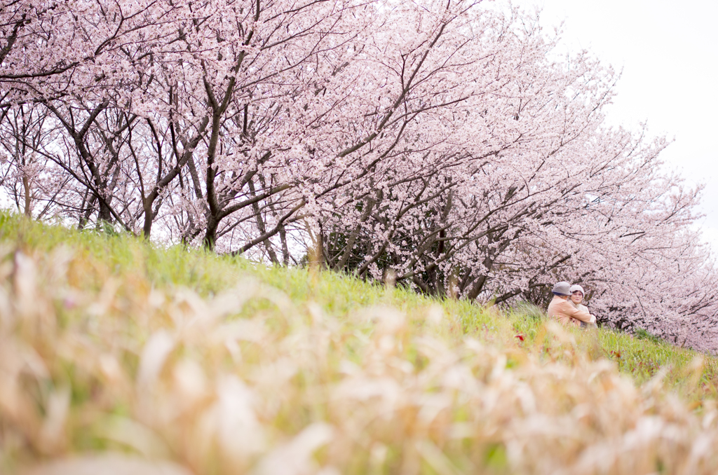 友と桜