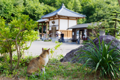 猫寺