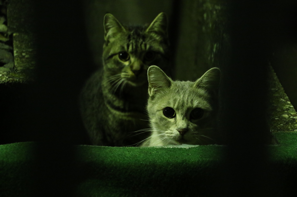 猫と目が合う。