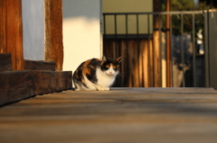 曼荼羅寺の猫。