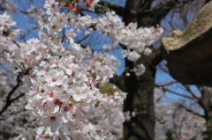 靖国の桜
