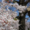 靖国の桜