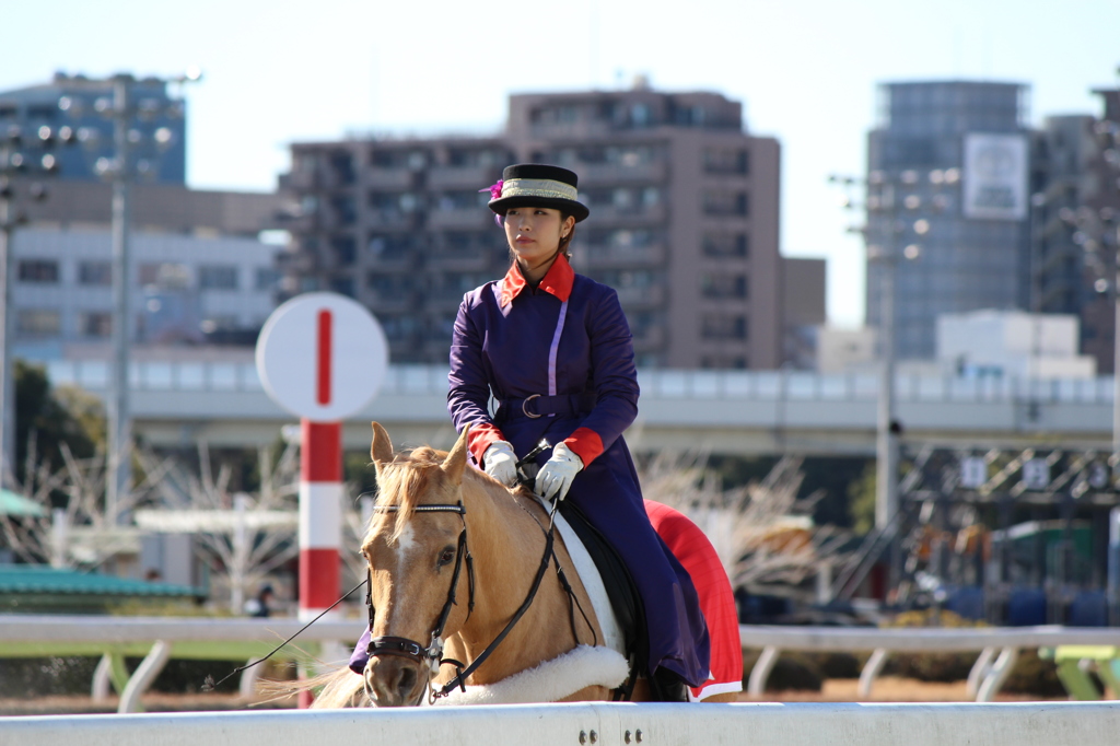 大井競馬場 誘導馬1