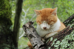 よだれ猫