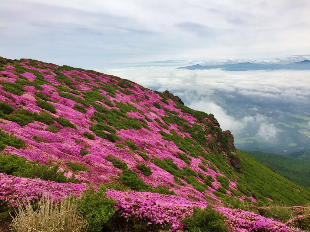 天空の花畑