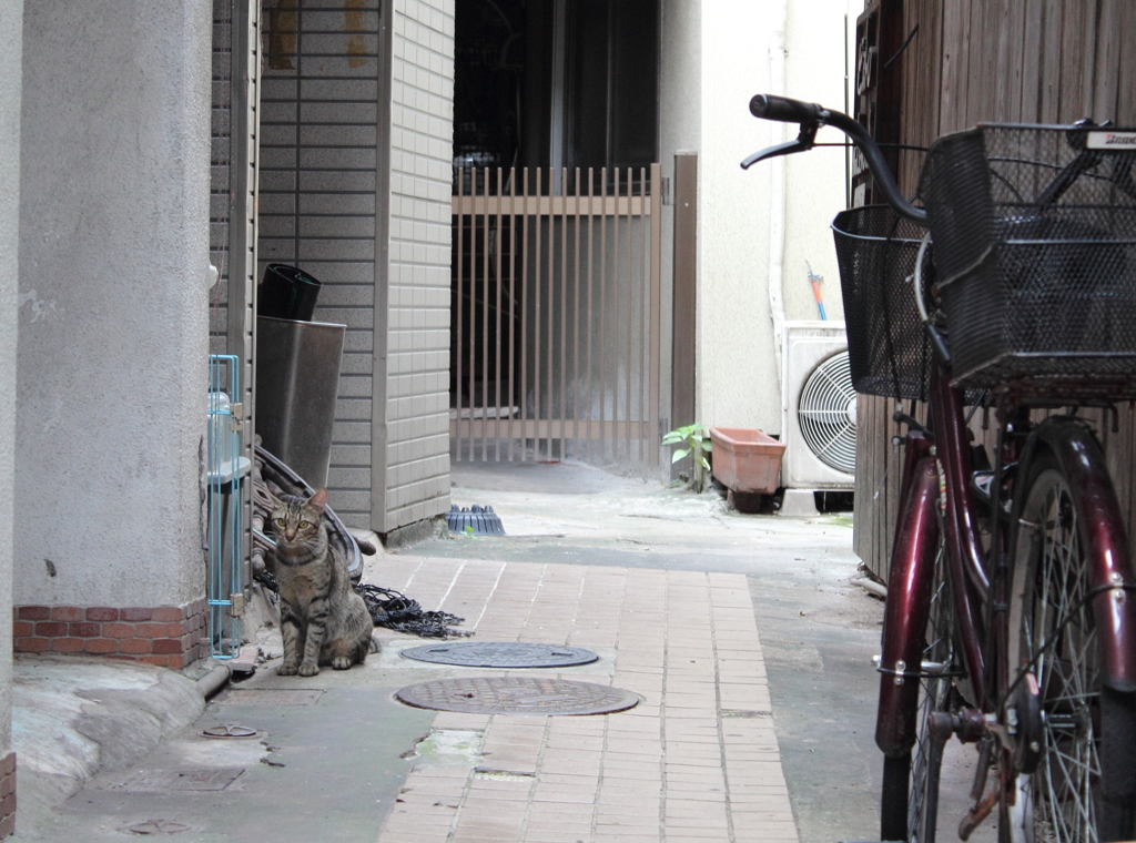 路地ネコ