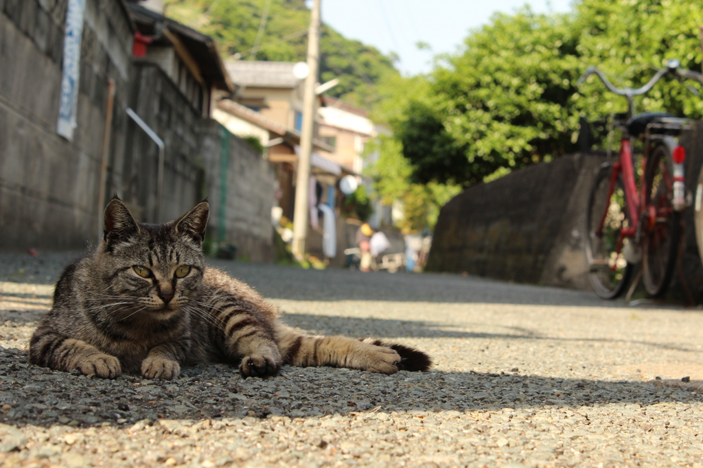 猫のいる道