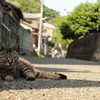 猫のいる道