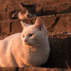 Cat...