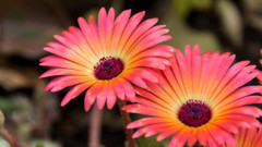Gerbera 20150416