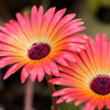Gerbera 20150416