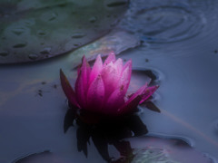 Water lily