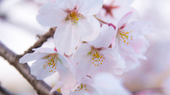 Sakura 20150330