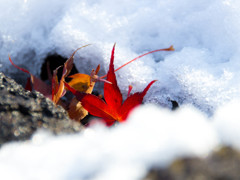 White & Red