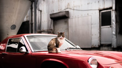 Red car and cat