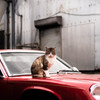 Red car and cat