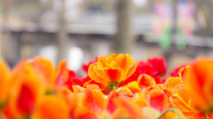 Tulip 20150416