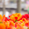 Tulip 20150416