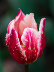 Tulip 20150416_2