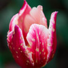 Tulip 20150416_2