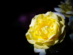 Yellow!