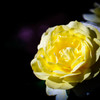 Yellow!