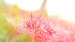 cluster amaryllis