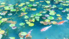 Water lily and carp