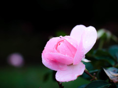 Pink!