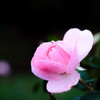 Pink!