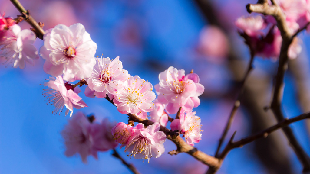 Ume blossom 20150326