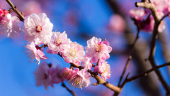 Ume blossom 20150326