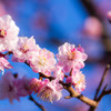 Ume blossom 20150326