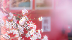 Sakura 20150331