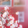 Sakura 20150331