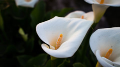 Calla lily 20150427