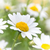 Marguerite 20150423