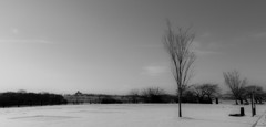 Dead tree