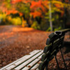 November of bench