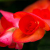  Begonia 20150430