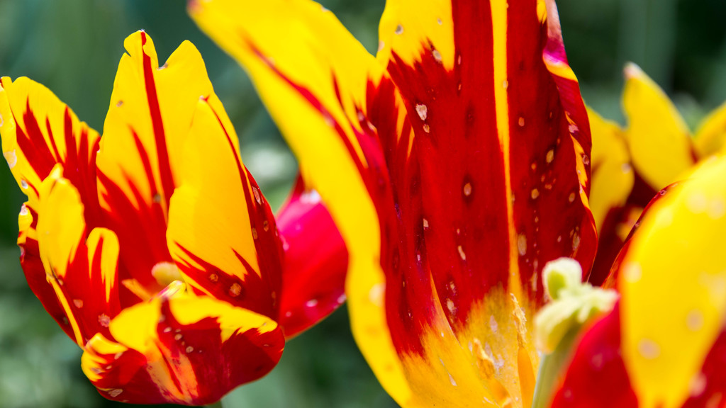 Tulip 20150416_4