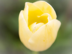 Tulip 20150416_3