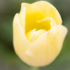 Tulip 20150416_3