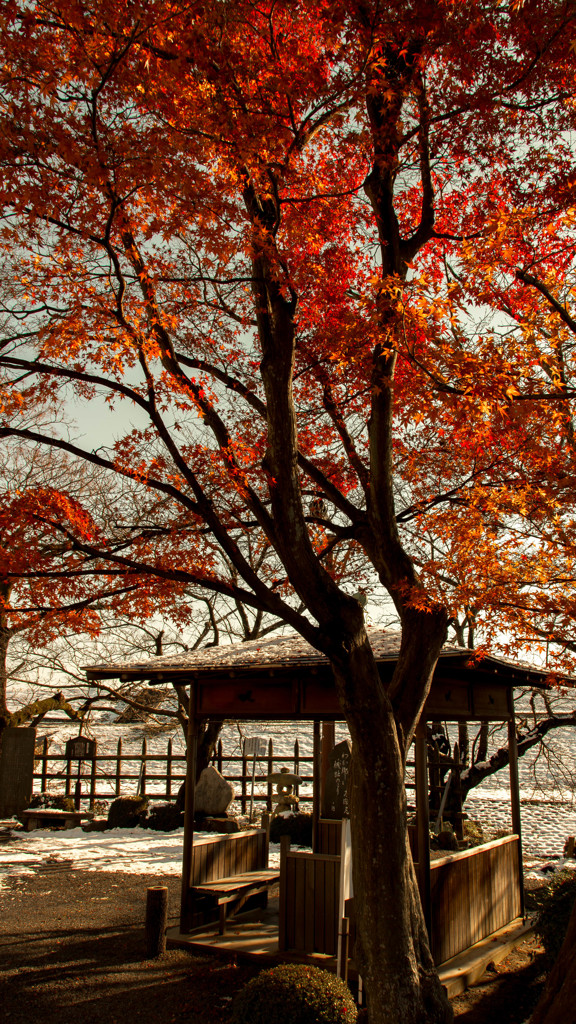 Red leaves