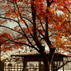 Red leaves