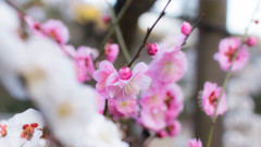 Ume blossom