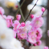 Ume blossom