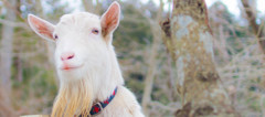 Goat smile