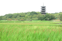 赤米と備中国分寺